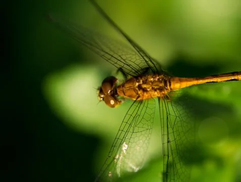 Ruby meadowhawk (Sympetrum rubicundulum) dragonfly viewed from above. Stock Photos