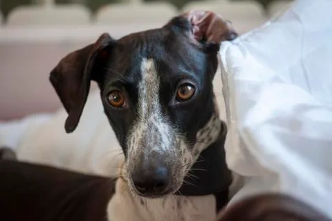 Ruby observes from safe Stock Photos