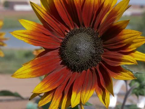Ruby Passion Sunflower Rust and Yellow Stock Photos