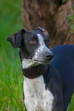Ruby paying attention2 Stock Photos