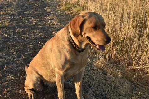 Ruby Fotos de archivo