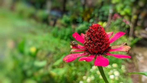 A ruby pink zinnia flower in full bloom Stock Photos