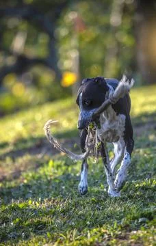 Ruby is Playing With Rope Stock Photos