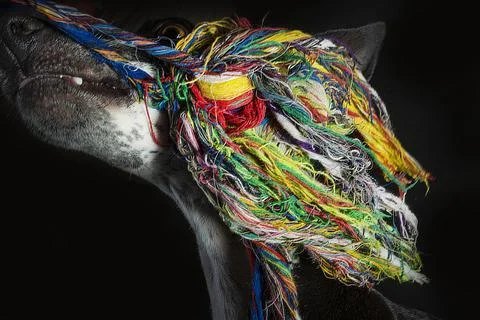 Ruby is Playing With Threads of Colorful Rope Stock Photos