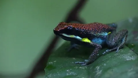 Ruby Poison Dart Frog Epipedobates Parvulus in Amazon Jungle Stock Footage