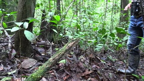 Ruby Poison Dart Frog  Jumping Toxic Poison Poisonous in Jungle and Person 스톡 동영상 132611010