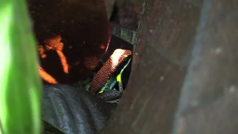 Ruby Poison Dart Frog Resting Toxic Poison Poisonous in Amazon Jungle Stock Footage 132610971