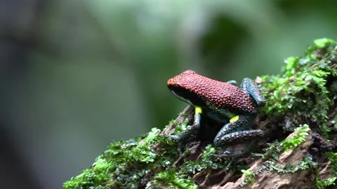 Ruby Poison Dart Frog with Toxic Poison Poisonous Skin in Amazon Jungle Stock Footage 132611005