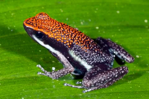 Ruby poison frog (ameerega bilinguis) in rainforest, ecuador Stock Photos