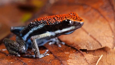 Ruby Poison Frog (Ameerega parvula) Stock Footage 93814909