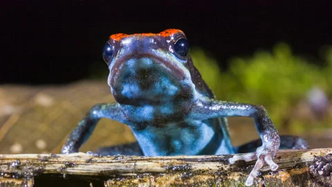 Ruby Poison Frog (Ameerega parvula), Ecuador Stock Footage 160522297