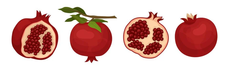 Ruby Pomegranate Fruit with Seeds Inside Vector Set 库存插图