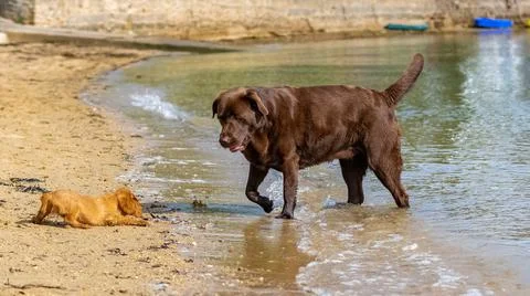 A ruby puppy with a chocolate labrador. Stock Photos