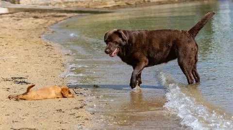 A ruby puppy with a chocolate labrador Stock Photos