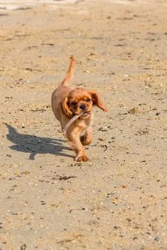 A ruby puppy running Foto stock