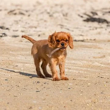 A ruby puppy running Stock Photos