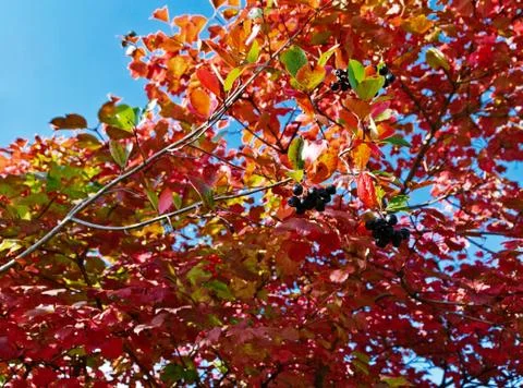 Ruby Red of Black chokeberry (Aronia melanocarpa) Foto stock