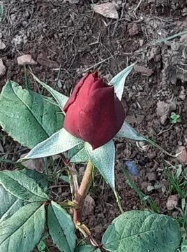 Ruby Red Bud Rose Fotos de archivo