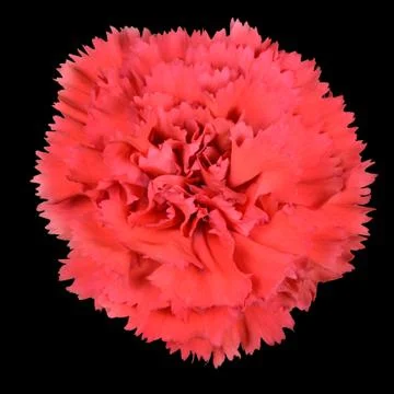 Ruby Red Carnation Gilly Flower Isolated on Black Foto stock