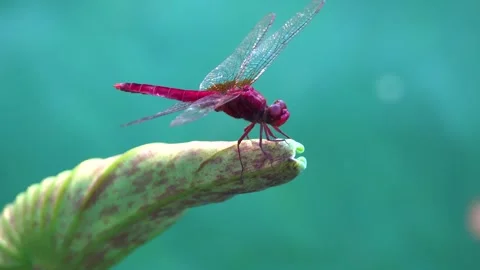 Ruby Red Dragonfly Perched on a Lotus Bud Stock Footage 312886490
