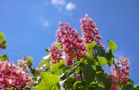 Ruby Red Horse Chestnut flowers on a sky background Stock Photos
