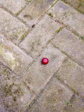 The ruby red longan is a rare and exotic tropical fruit Stock Photos