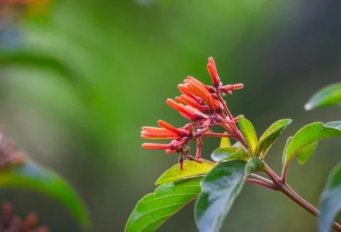 Ruby Red Pentas Fllower blooming away on the tree with a nice backgrouind Stock Photos