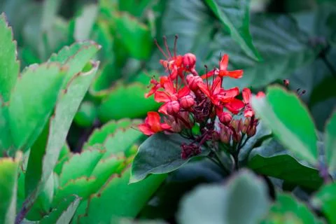 Ruby Red Pentas Fllower blooming away on the tree Stock Photos