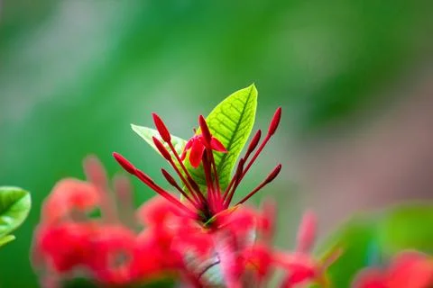 Ruby Red Pentas Fllower blooming away seen in a soft blurry background Stock Photos