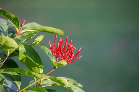 Ruby Red Pentas Fllower blooming away on the tree Foto stock