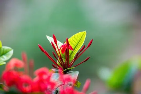 Ruby Red Pentas Fllower in a soft background Stock Photos