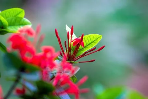 Ruby Red Pentas Fllower in a soft background Foto stock