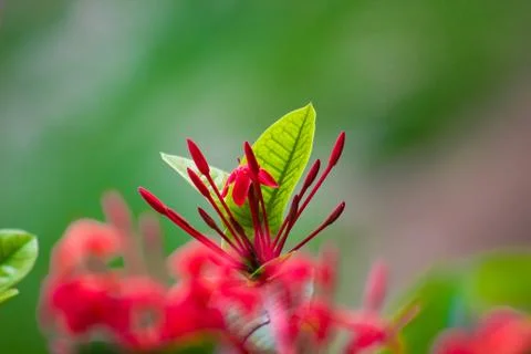 Ruby Red Pentas Fllower in a soft background Stock Photos