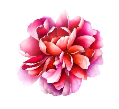 Ruby red peony isolated on white. Hand drawn watercolor illustration. Stock Illustration