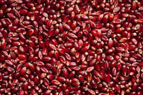 Ruby Red Popcorn Background Stock Photos