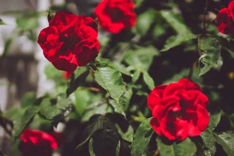 Ruby red roses buds with green foliage. Lueneburg, Germany 写真素材