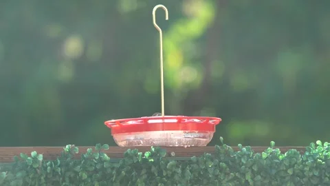 Ruby Red Throated Hummingbird Drinking Nectar On A Saucer Feeder Stock Footage 328392363