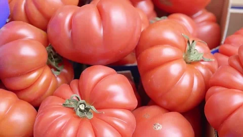 Ruby Reds of Italy: Tomatoes in Spring's Light Stock Footage 271300080