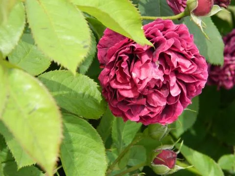 Ruby rose Stock Photos