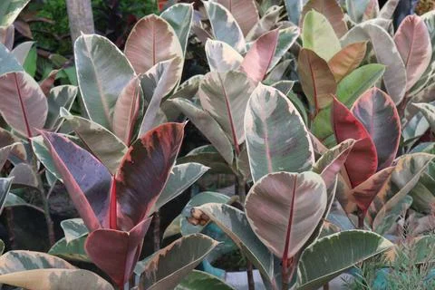 Ruby Rubber fig plant on nursery for sell are cash corps Stock Photos
