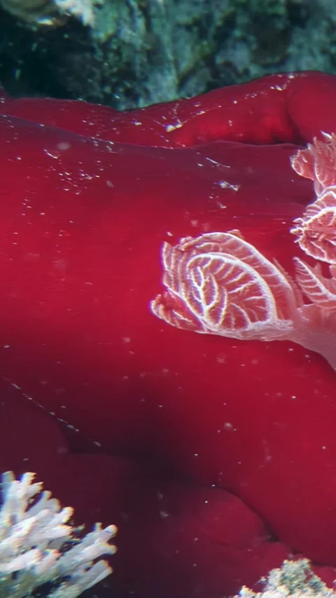 Ruby sea slug's imperial guest a dance in the red sea Stock Footage 311858144