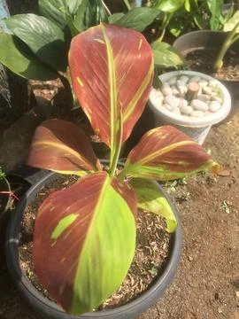 Ruby Siam Banana Stock Photos