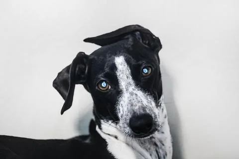 Ruby the Small Greyhound With Crooked Ears Stock Photos
