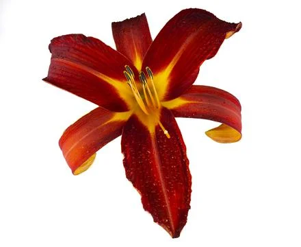 Ruby Spider Daylily in Bloom Stock Photos