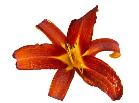 Ruby Spider Daylily in Bloom Stock Photos