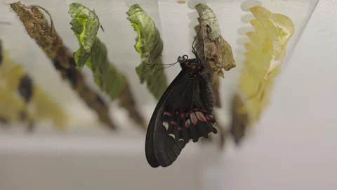 Ruby spotted swallow tail emerges from cocoon Stock Footage 297110762