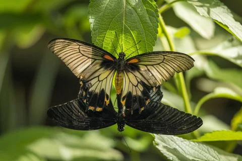 Ruby-spotted swallowtail butterfly. Foto stock