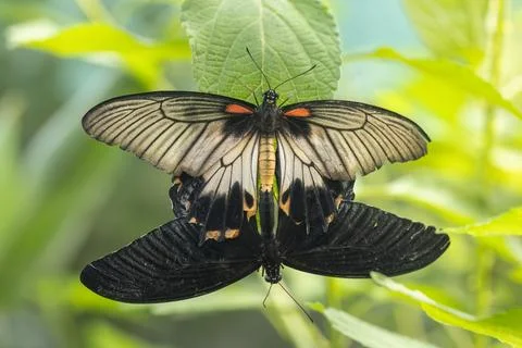 Ruby-spotted swallowtail butterfly. Foto stock