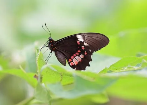 Ruby-spotted swallowtail - Papilio anchisiades Stock Photos