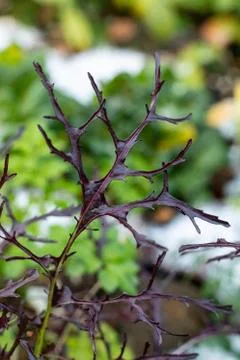 Ruby Streaks Mustard Leaf against Snowy Background 库存照片